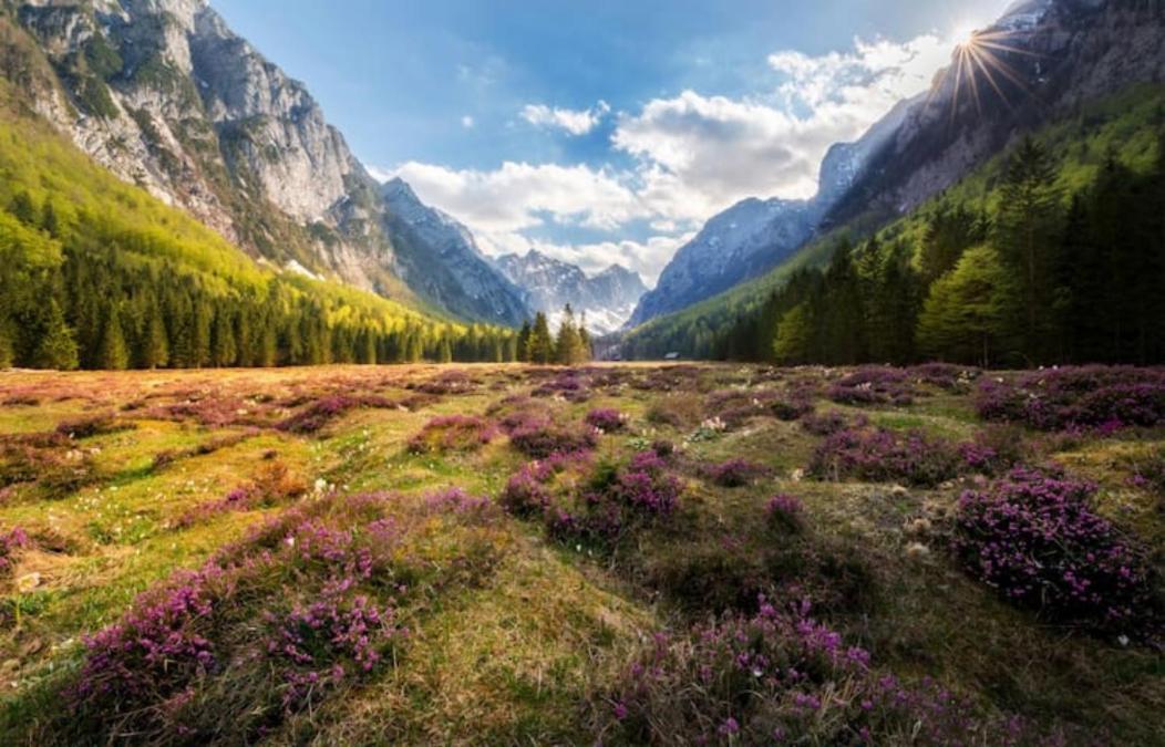 Villa Pokljuka 지고르니예 고르예 외부 사진